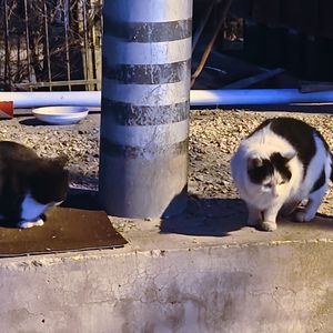 路边两只猫谁喂的这么肥