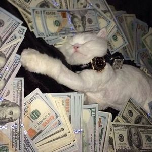 cash cat