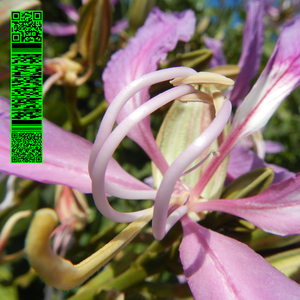 One More Fluorescent Rush