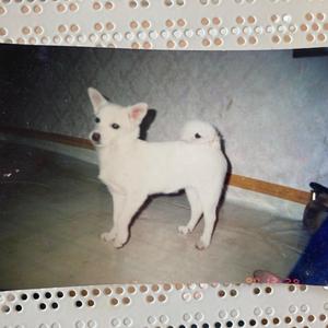 엄마수첩의 백구