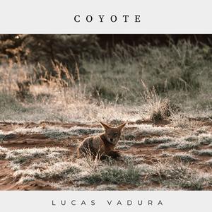 Coyote
