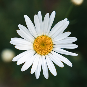 菊