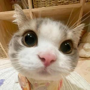 我想做你的小猫