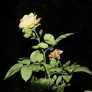 好想爱这个世界（Prod.Fai）