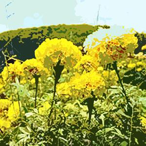 Carnation
