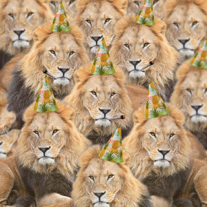 Party Lions