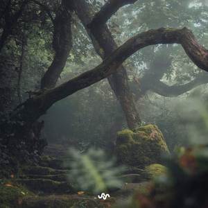 Misty Trees