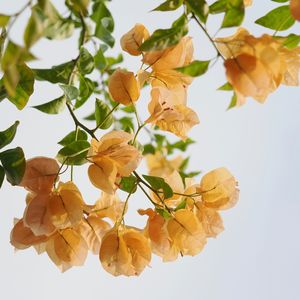 I am a queen（我是女王）