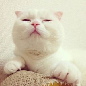 遇见你得时候所有星星都掉落在我头上(cover高珊)