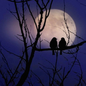 outlasting the dark