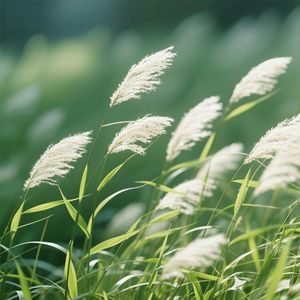 风随心动逐梦行