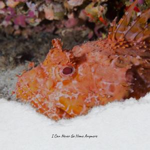 Dreamland Last Night