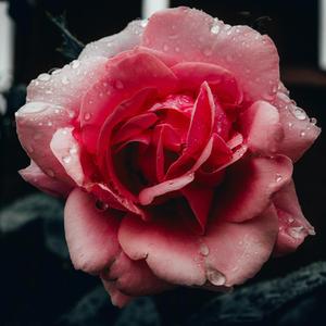 Her Battle,My Childhood