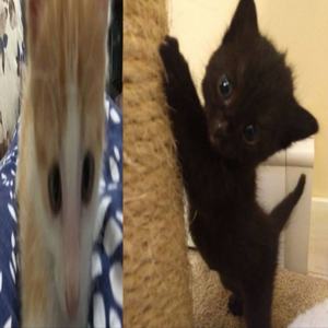 Твоя шмара дура