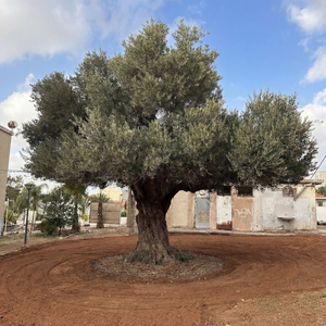 תהילים ד Psalms 04 - v4.10