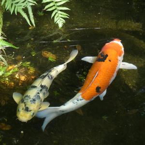 二子玉川駅 で釣り