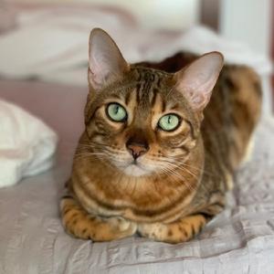 Allongé sur le canapé avec ses griffes sorties