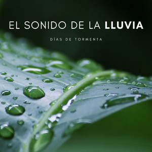 Meditación Bajo La Lluvia