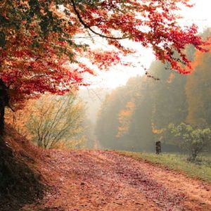 云归（疗愈钢琴曲）