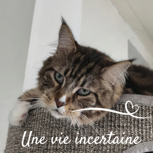 Une vie incertaine