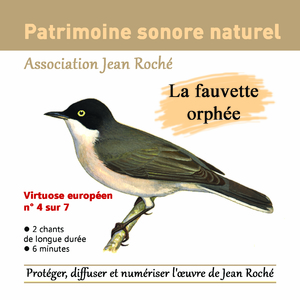 Fauvette orphée -Sylvia hortensis - Chant 1 (Delphes - Grèce) - avril 65 (Protéger et diffuser l'oeuvre de Jean roché)