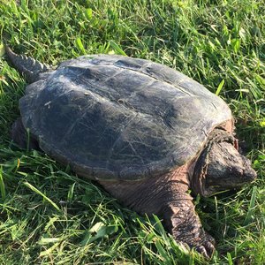 Hypnotic Space Groove