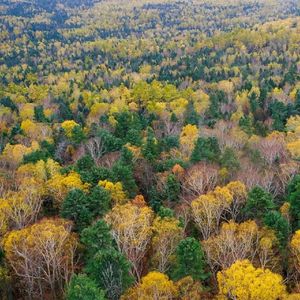《极简琴韵与白噪交织的编程专注之境》013
