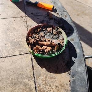 Roaches (feat. AlySlap & Ser.vice)