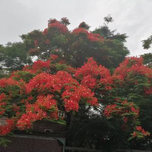 凤凰花开的走马