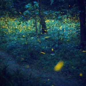 「萤火虫之夏」
