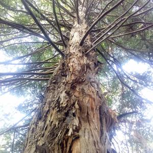 Galactic Gardeners Propagate Life In The Universe