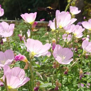 free beet半世晨晓