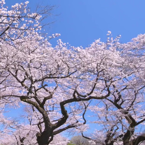 春のメロディー