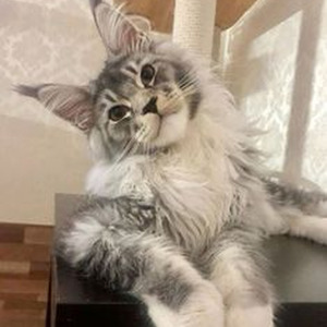 Loveeeeeee Song (slowed)