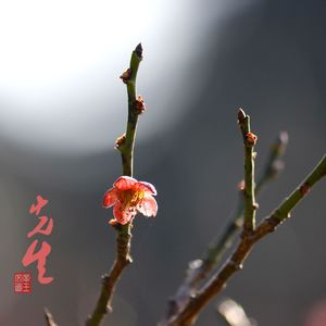 先生
