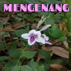 Mengenang