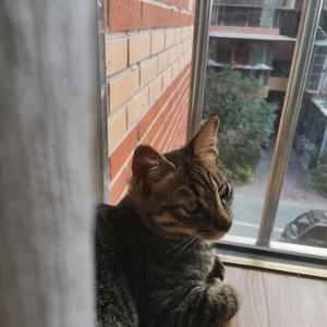 给那只调皮捣蛋可我最爱的猫