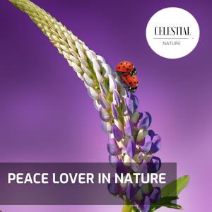 Pertinent Beach Ripple