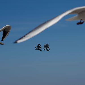 梨花雨凉 (治愈曲)