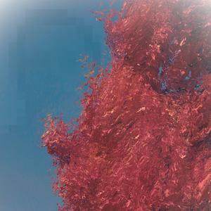 Яворова пролет