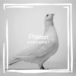Pigeon