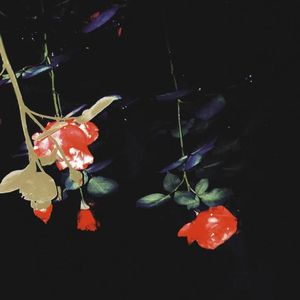 爱人的心脏是一万六千亩玫瑰