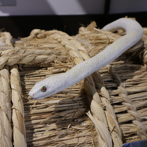 無神論者バンザイ