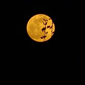 Cartell-LOSA（小biang remix）