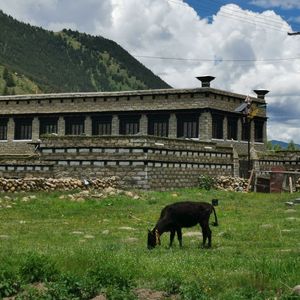 阳光在香格里拉奔跑