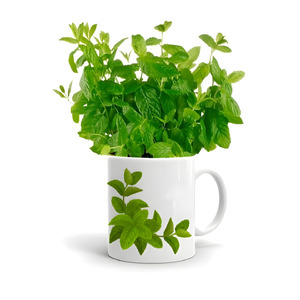 Δυόσμος και Βασιλικός