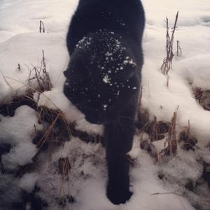 I'll be waiting in the snow