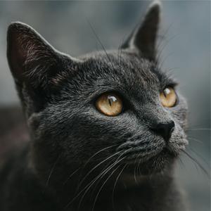 Agrabah (Leah's Choice)