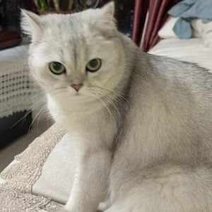 奇妙能力歌