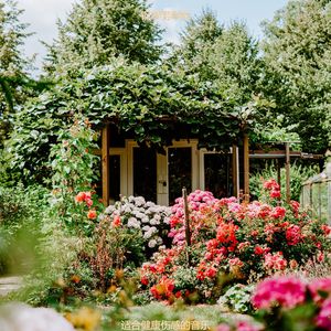 静止天然的波萨诺伐舞曲